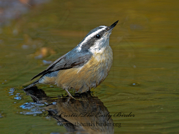 Sitta canadensis  RED-BREASTED NUTHATCH 9004325-1