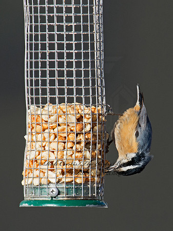 Sitta canadensis  RED-BREASTED NUTHATCH 9007377