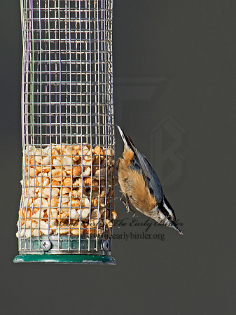Sitta canadensis  RED-BREASTED NUTHATCH 9007378