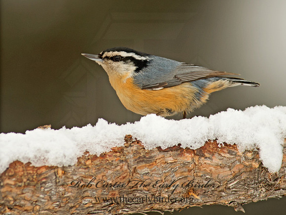 Sitta canadensis  RED-BREASTED NUTHATCH 9008484