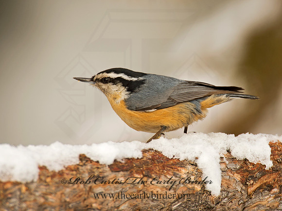 Sitta canadensis  RED-BREASTED NUTHATCH 9008542