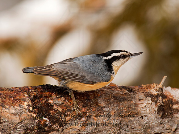 Sitta canadensis  RED-BREASTED NUTHATCH 9008651