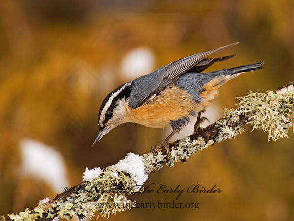Sitta canadensis  RED-BREASTED NUTHATCH 9008686