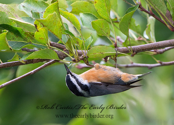Sitta canadensis  RED-BREASTED NUTHATCH 9041985