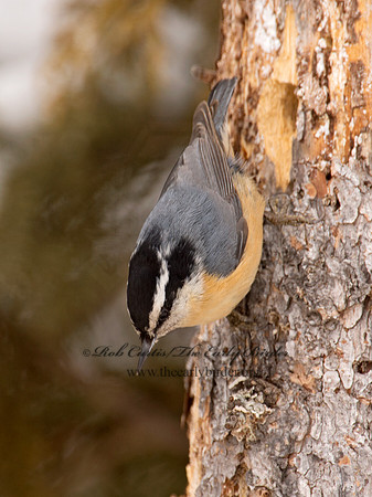 Sitta canadensis  RED-BREASTED NUTHATCH 9008814