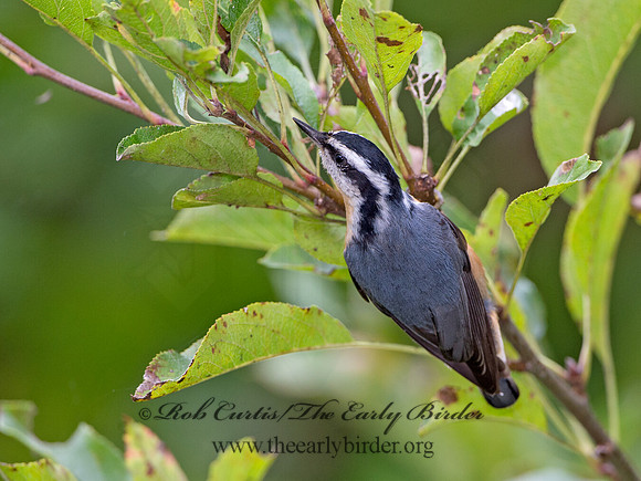 Sitta canadensis  RED-BREASTED NUTHATCH 9041984