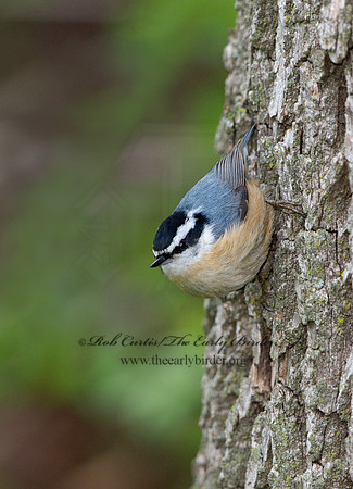 Sitta canadensis  RED-BREASTED NUTHATCH 9044436