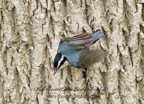 Sitta canadensis  RED-BREASTED NUTHATCH 9044439