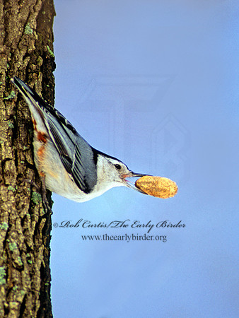 Sitta carolinensis  WHITE-BREASTED NUTHATCH 66006