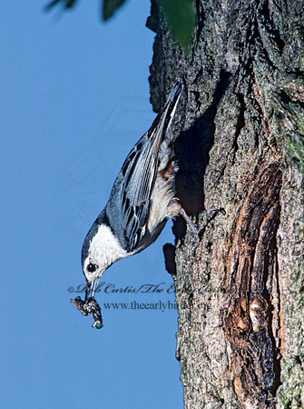 Sitta carolinensis  WHITE-BREASTED NUTHATCH 40907