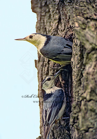 Sitta carolinensis  WHITE-BREASTED NUTHATCH 40333