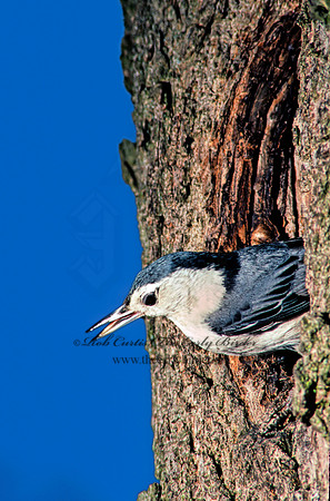 Sitta carolinensis  WHITE-BREASTED NUTHATCH 40913