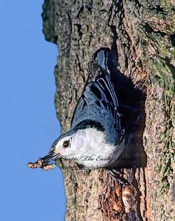 Sitta carolinensis  WHITE-BREASTED NUTHATCH 40912