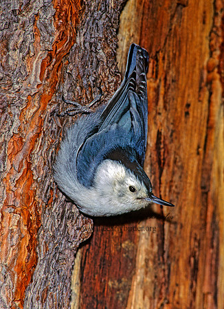 Sitta carolinensis  WHITE-BREASTED NUTHATCH 122021