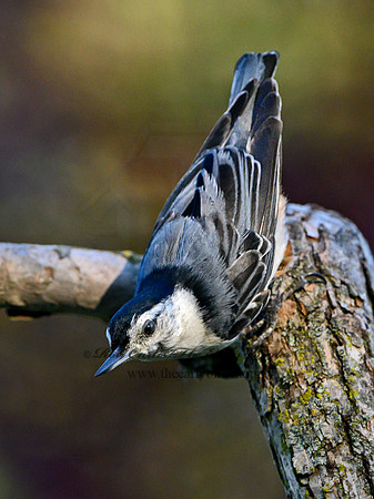 Sitta carolinensis  WHITE-BREASTED NUTHATCH 3021134
