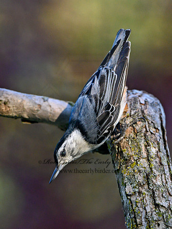 Sitta carolinensis  WHITE-BREASTED NUTHATCH 3021133