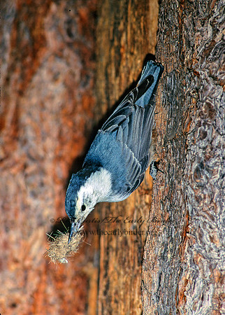 Sitta carolinensis  WHITE-BREASTED NUTHATCH 122414
