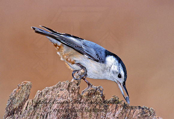 Sitta carolinensis  WHITE-BREASTED NUTHATCH 1279606