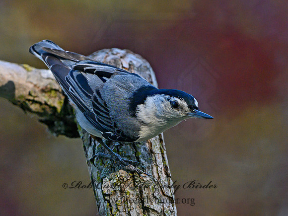 Sitta carolinensis  WHITE-BREASTED NUTHATCH 3021135