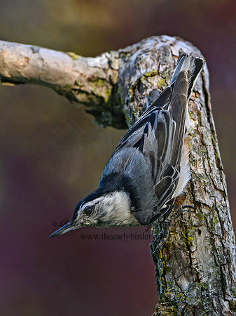 Sitta carolinensis  WHITE-BREASTED NUTHATCH 3021139