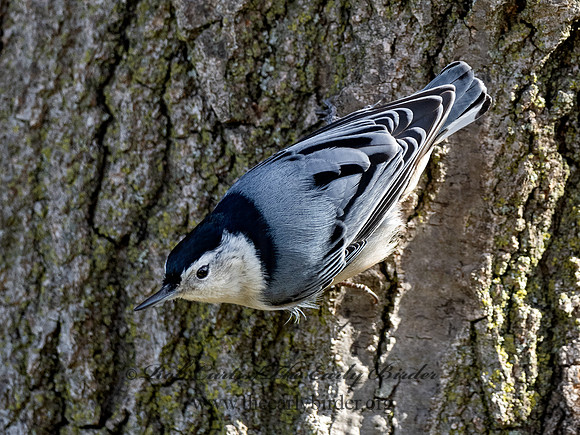 Sitta carolinensis  WHITE-BREASTED NUTHATCH 3027427