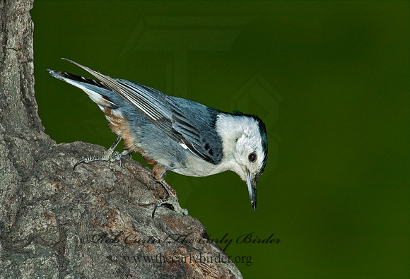 Sitta carolinensis  WHITE-BREASTED NUTHATCH 5006200