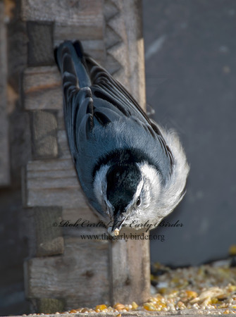 Sitta carolinensis  WHITE-BREASTED NUTHATCH 6000223