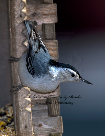 Sitta carolinensis  WHITE-BREASTED NUTHATCH 6000230
