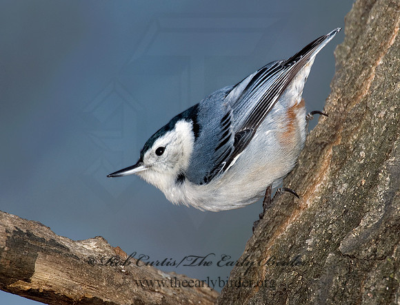 Sitta carolinensis  WHITE-BREASTED NUTHATCH 6000084 IF