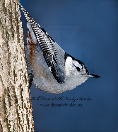 Sitta carolinensis  WHITE-BREASTED NUTHATCH 6000039