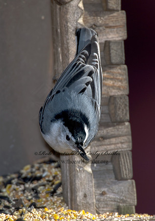 Sitta carolinensis  WHITE-BREASTED NUTHATCH 6000236