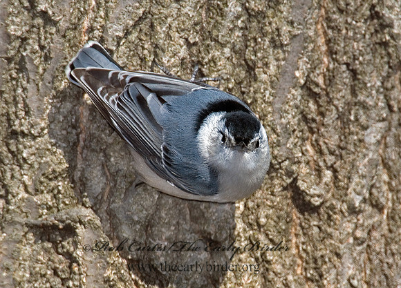 Sitta carolinensis  WHITE-BREASTED NUTHATCH 6000871 IF