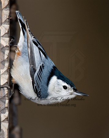 Sitta carolinensis  WHITE-BREASTED NUTHATCH 6000897