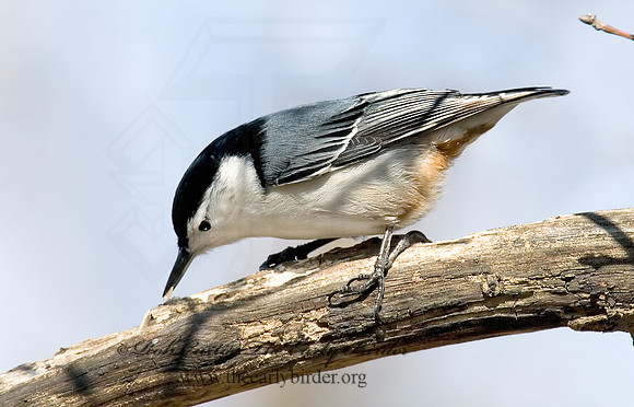Sitta carolinensis  WHITE-BREASTED NUTHATCH 6000908