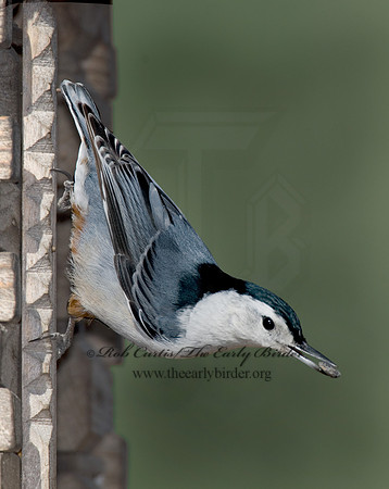 Sitta carolinensis  WHITE-BREASTED NUTHATCH 6000899