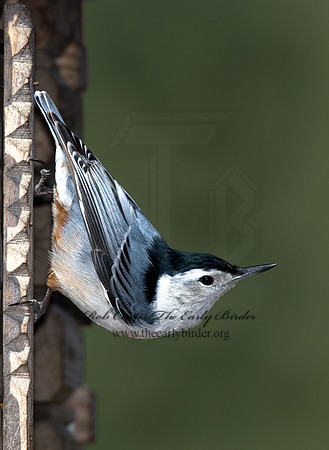 Sitta carolinensis  WHITE-BREASTED NUTHATCH 6000900