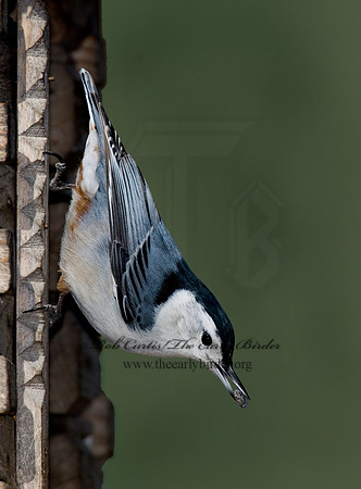 Sitta carolinensis  WHITE-BREASTED NUTHATCH 6000898