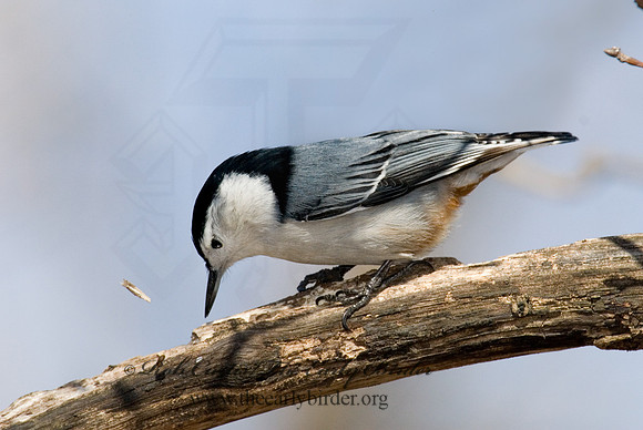 Sitta carolinensis  WHITE-BREASTED NUTHATCH 6000909