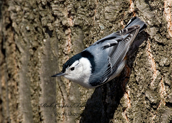 Sitta carolinensis  WHITE-BREASTED NUTHATCH 6000928