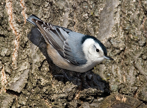 Sitta carolinensis  WHITE-BREASTED NUTHATCH 6000932
