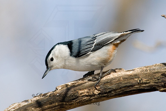 Sitta carolinensis  WHITE-BREASTED NUTHATCH 6000913