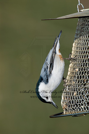 Sitta carolinensis  WHITE-BREASTED NUTHATCH 6000942