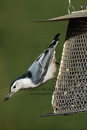 Sitta carolinensis  WHITE-BREASTED NUTHATCH 6000944s