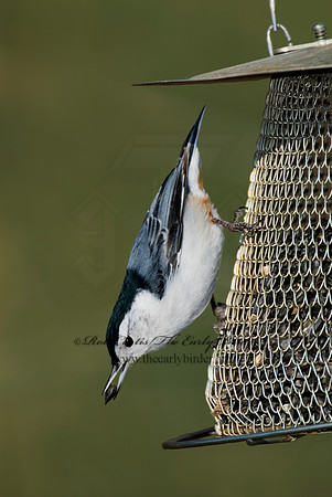 Sitta carolinensis  WHITE-BREASTED NUTHATCH 6000943