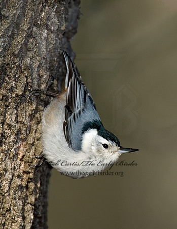 Sitta carolinensis  WHITE-BREASTED NUTHATCH 6000965