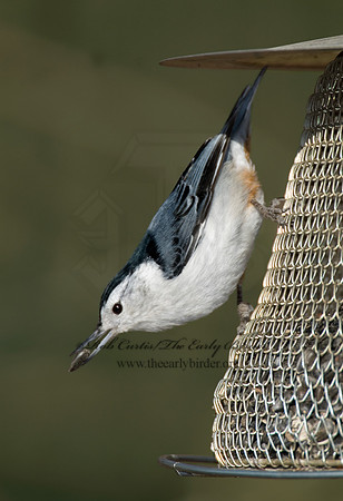 Sitta carolinensis  WHITE-BREASTED NUTHATCH 6001015