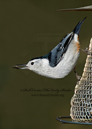 Sitta carolinensis  WHITE-BREASTED NUTHATCH 6001016