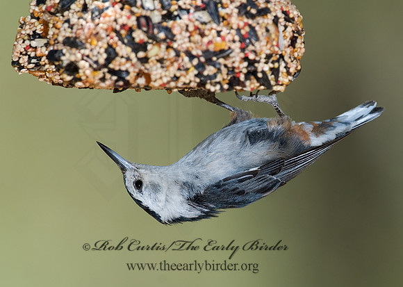 Sitta carolinensis  WHITE-BREASTED NUTHATCH 7007456