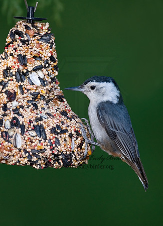 Sitta carolinensis  WHITE-BREASTED NUTHATCH 7007426