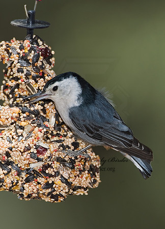 Sitta carolinensis  WHITE-BREASTED NUTHATCH 7007522